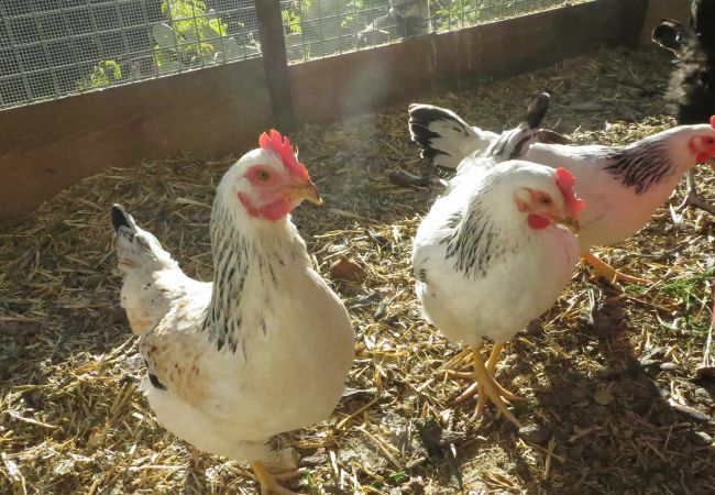 Cottage in Frigiliana - Frigiliana 010 Cottage in Frigiliana - Frigiliana 010