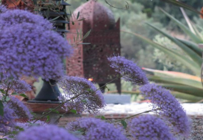 Cottage in Frigiliana - Frigiliana 010 Cottage in Frigiliana - Frigiliana 010